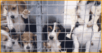 The Breeding Industry – Factory Farms for Dogs